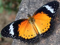 (Leopard Lacewing) male upperside