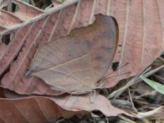 (Chocolate Pansy) underside