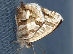 (Common Geranium-Bronze) underside