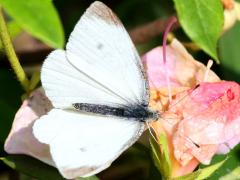 (Cabbage White) upperside