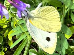 (Indian Cabbage White) underside