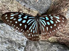 (Ceylon Blue Glassy Tiger) upperside