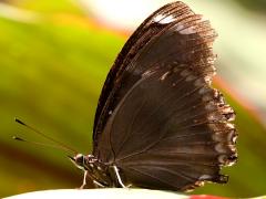 (Great Eggfly) kezia underside