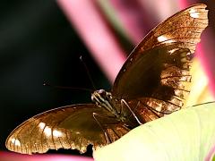 (Great Eggfly) kezia ventral