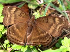 (Chocolate Pansy) upperside