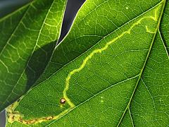 Phyllocnistis Leafminer Moth underside mine on Poisonous Sea Bean