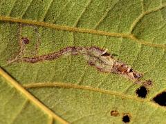 Leucochorda Leafminer Moth underside mine on Sea Almond