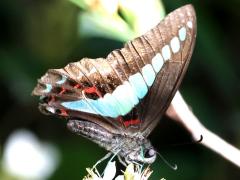 (Formosan Common Bluebottle) underside