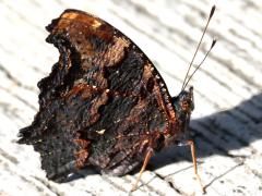 (Blue Admiral) drilon underside