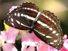 (Sullied Brown Sailer) upperside