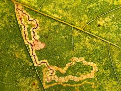 (Scarce Maple Pigmy Leafminer Moth) upperside mine on Oriental Plane