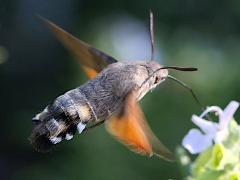 (Eurasian Hummingbird Hawkmoth) hovering nectaring