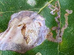 (Brown Oak Slender) upperside mine on Downy Oak