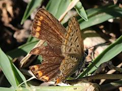 (Polyommatus Blue) female