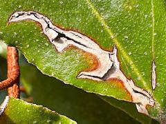 Unkown Moth upperside mine on Oleaster