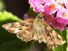 (Mallow Skipper) lateral