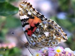 (Painted Lady) underside