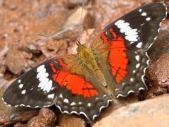 (Red Peacock) male upperside