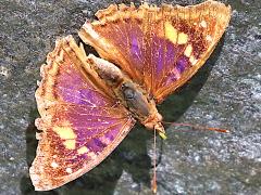 (Agathina Emperor) male