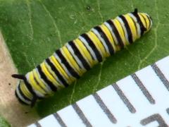 (Monarch) larva 2nd instar