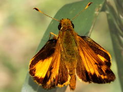 (Zabulon Skipper) male