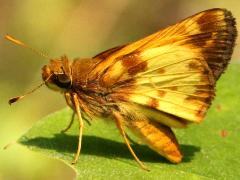 (Zabulon Skipper) male