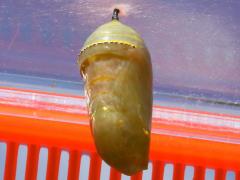 (Monarch) chrysalis