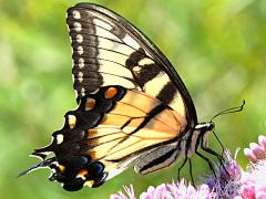 (Tiger Swallowtail) female underside