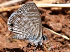 (Marine Blue) underside