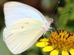 (Great Southern White) underside