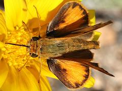 (Fiery Skipper) two upperside