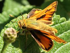 (Fiery Skipper) lateral