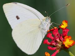 (Cabbage White) underside