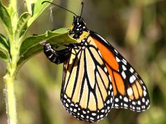 Monarch female ovipositing on Tropical Milkweed