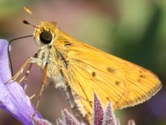 (Fiery Skipper) underside