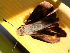 (Umber Skipper) upperside