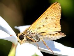 (Fiery Skipper) underside