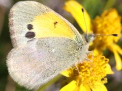 (Dainty Sulphur) side