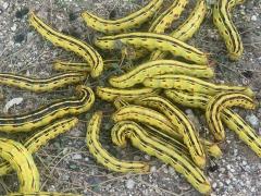 Whitelined Sphinx larvae on Fringed Amaranth