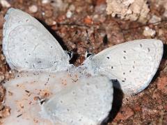 (Echo Azure) cinerea puddling