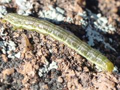 (Creosote Moth) caterpillar dorsal