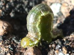 (Creosote Moth) caterpillar inching