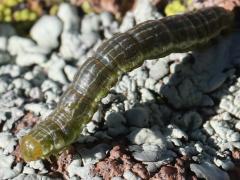 (Creosote Moth) caterpillar lateral