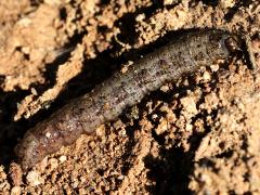 (Noctuoidea Owlet Moth) caterpillar