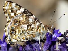 (Painted Lady) underside