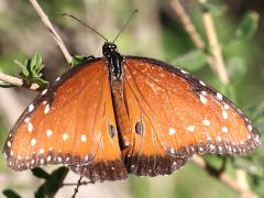 (Queen) male upperside