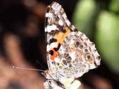 (Painted Lady) underside