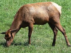 (Wapiti) female