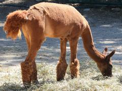 (Alpaca) Huacaya