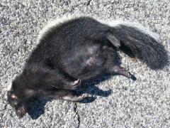 (Striped Skunk) female